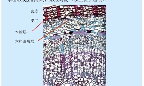 面部出汗量大是什么原因专区_面部出汗多是什么原因怎么治疗专区_面部出汗会瘦网